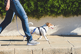 Mit dem Hund Gassi gehen